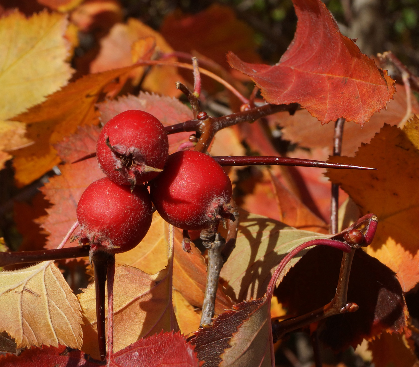 Изображение особи Crataegus mollis.