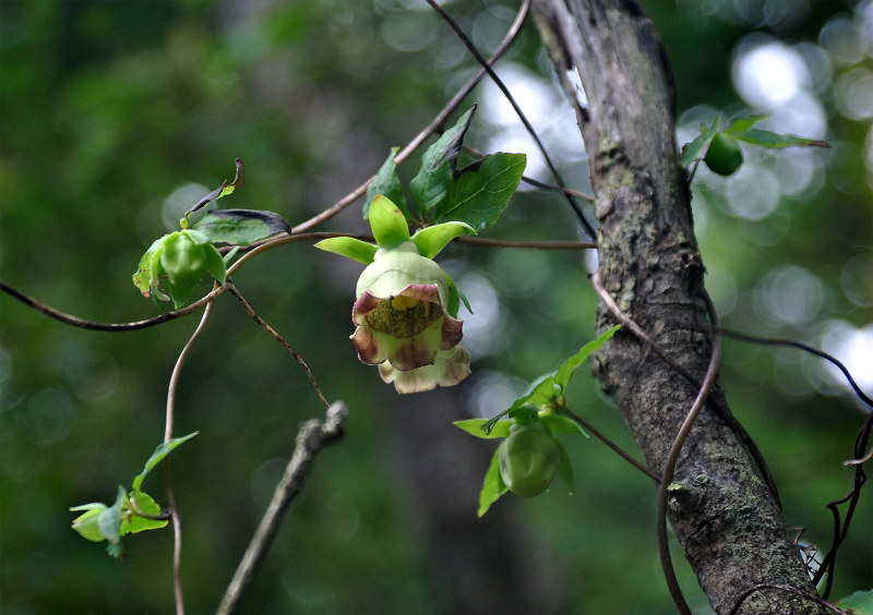 Изображение особи Codonopsis lanceolata.