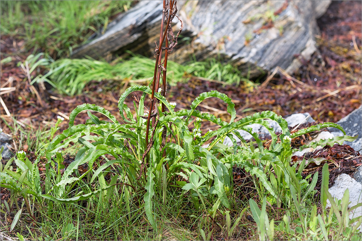 Image of Rumex pseudonatronatus specimen.