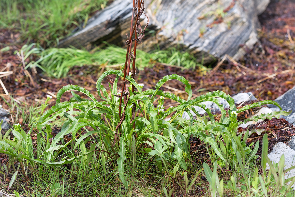 Изображение особи Rumex pseudonatronatus.