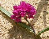 Allium oreophilum