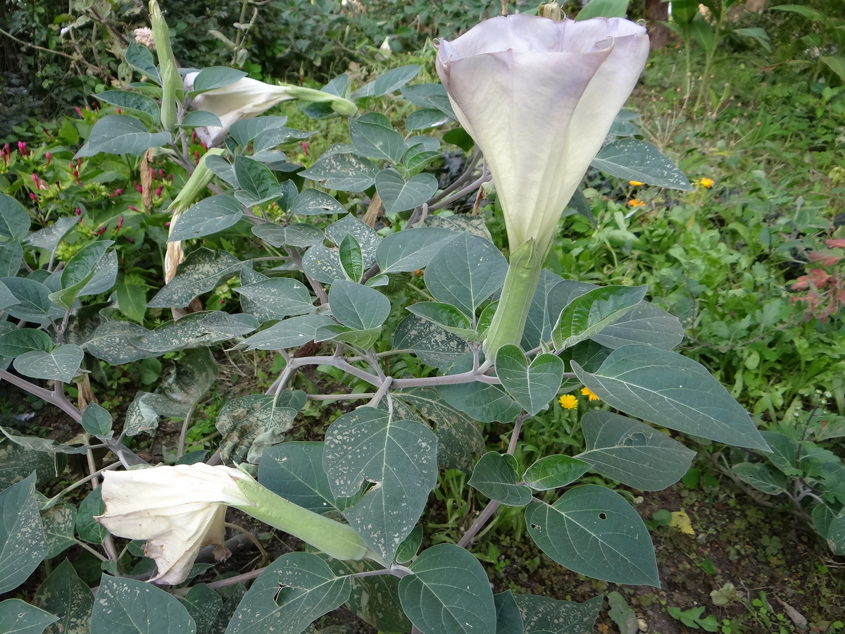 Image of Datura wrightii specimen.