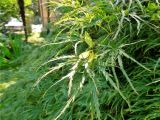 Acer palmatum. Часть побега с плодами. Абхазия, Сухумский ботанический сад. 19.08.2015.