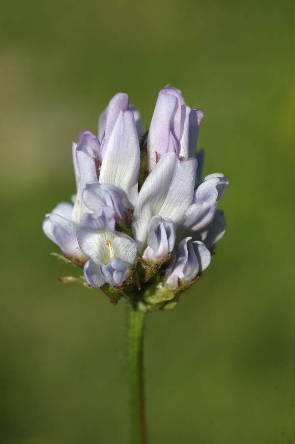 Изображение особи Oxytropis alpina.