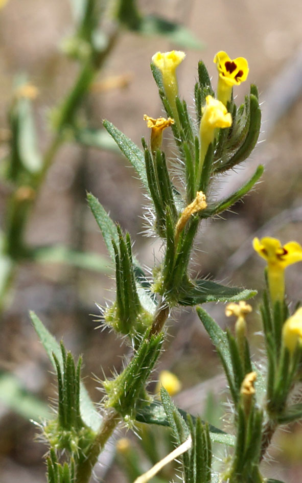 Изображение особи Arnebia coerulea.