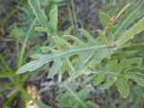 Stemmacantha uniflora