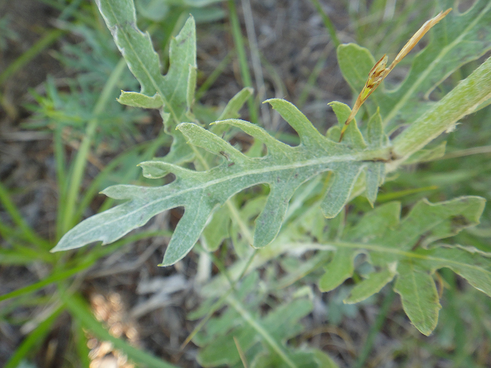 Image of Stemmacantha uniflora specimen.