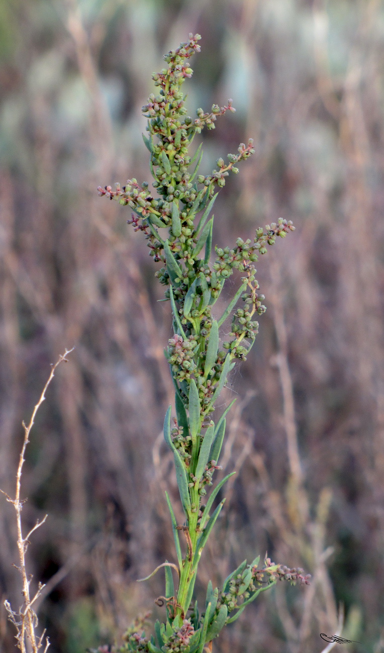 Изображение особи Suaeda linifolia.