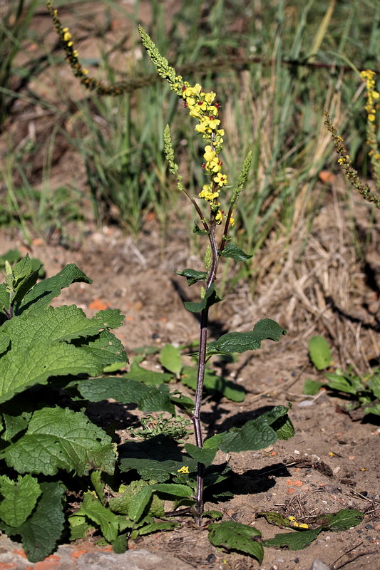 Image of Verbascum nigrum specimen.