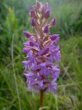 Gymnadenia conopsea