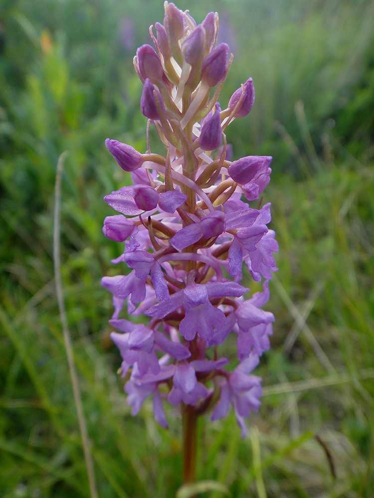 Изображение особи Gymnadenia conopsea.