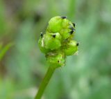 Image of taxon representative. Author is Анна Малыхина