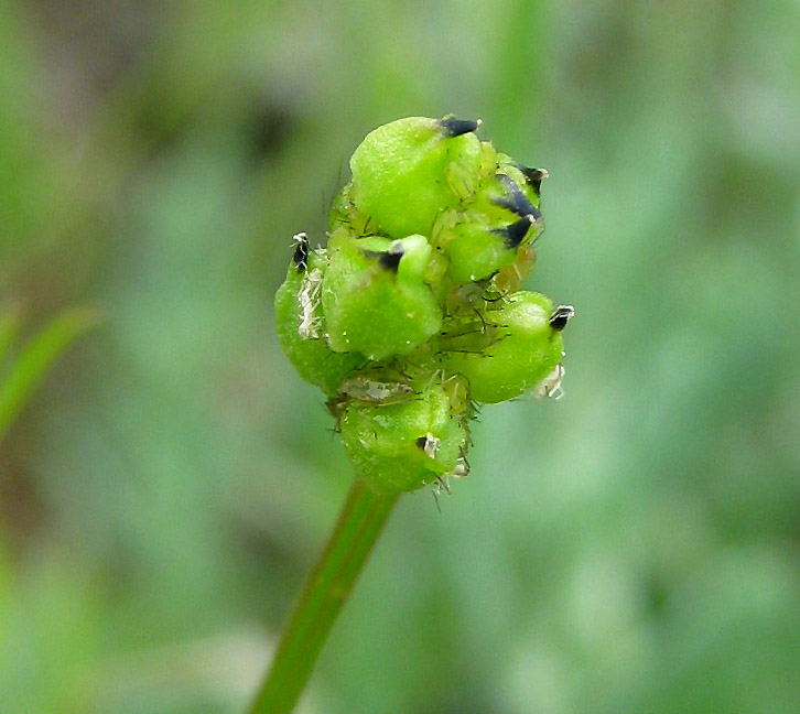 Image of Adonis flammea specimen.