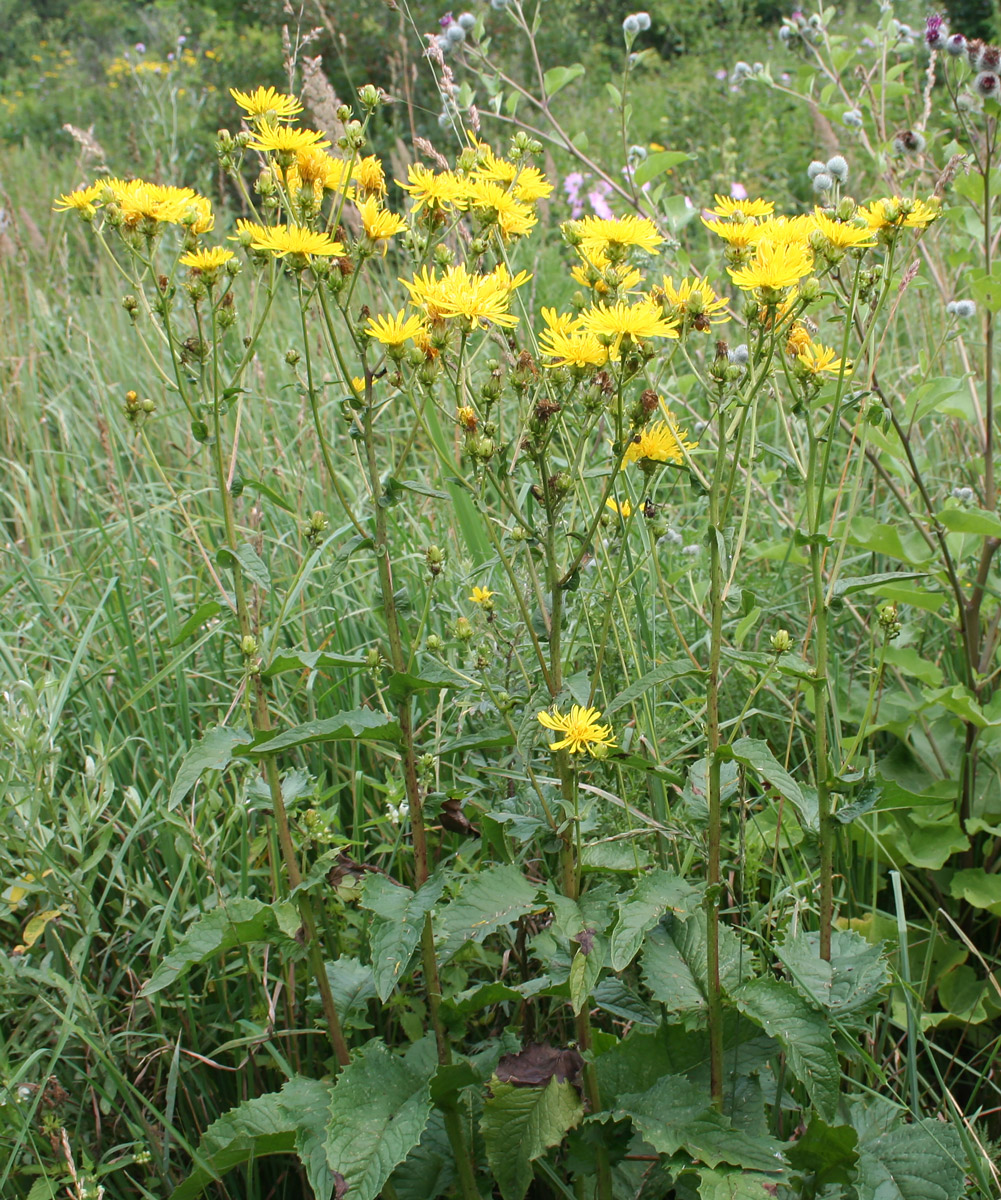 Изображение особи Crepis sibirica.