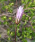 Tulipa patens