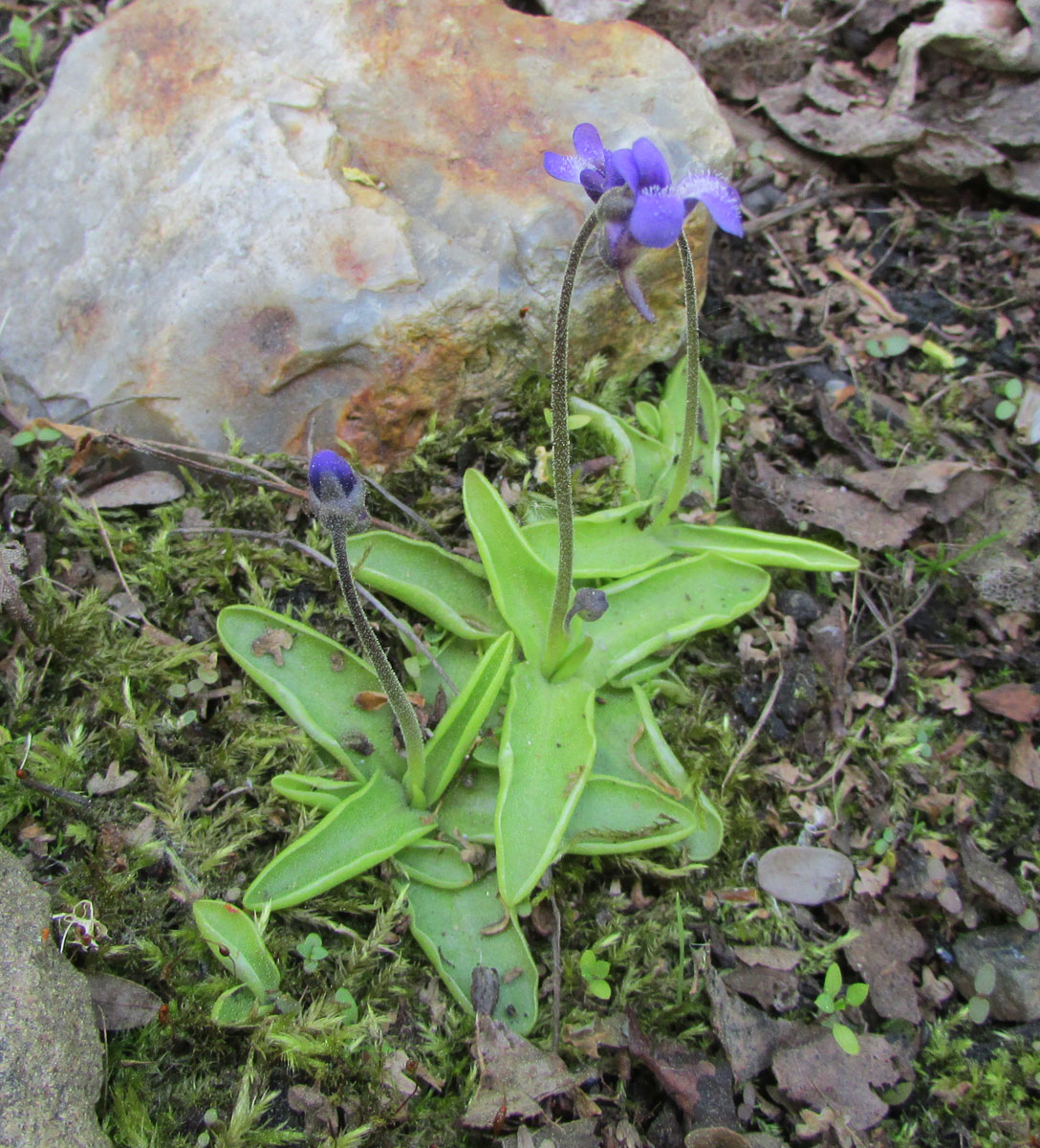 Изображение особи Pinguicula vulgaris.