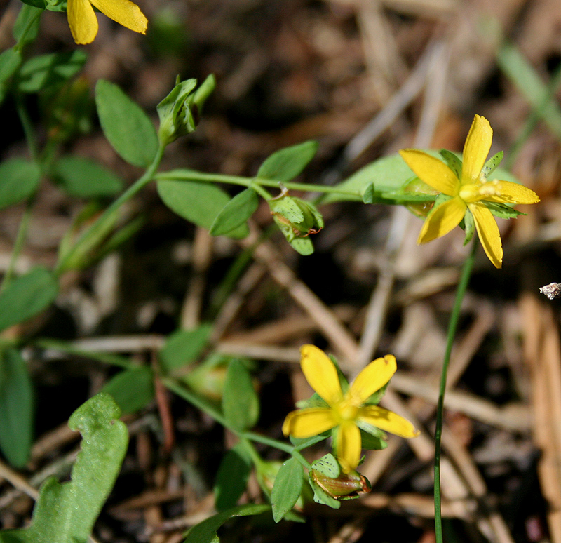 Изображение особи Hypericum humifusum.