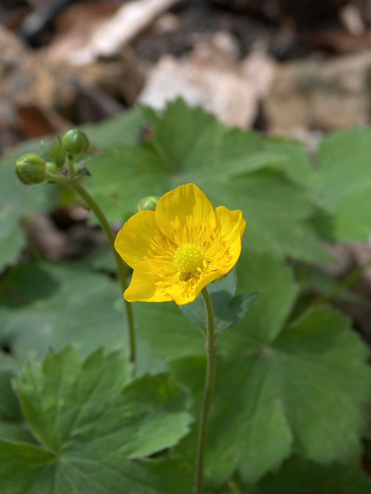 Image of Ranunculus cappadocicus specimen.