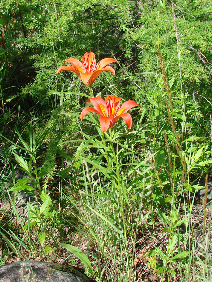 Изображение особи Lilium pensylvanicum.