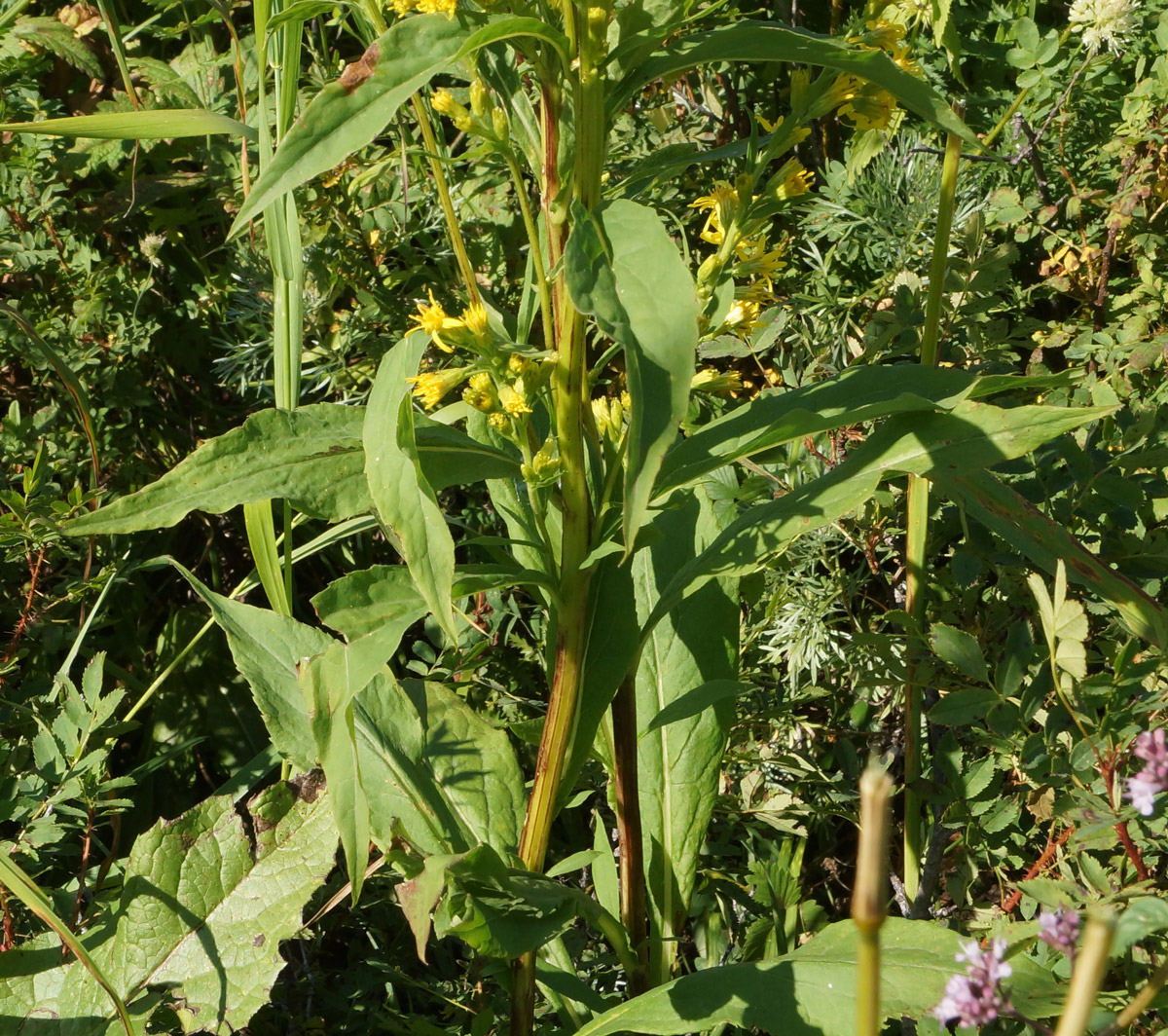 Image of Solidago virgaurea specimen.