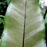 Asplenium nidus