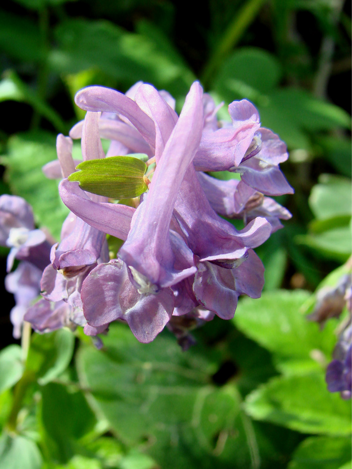 Изображение особи Corydalis solida.