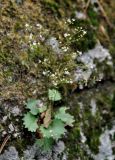 Micranthes oblongifolia