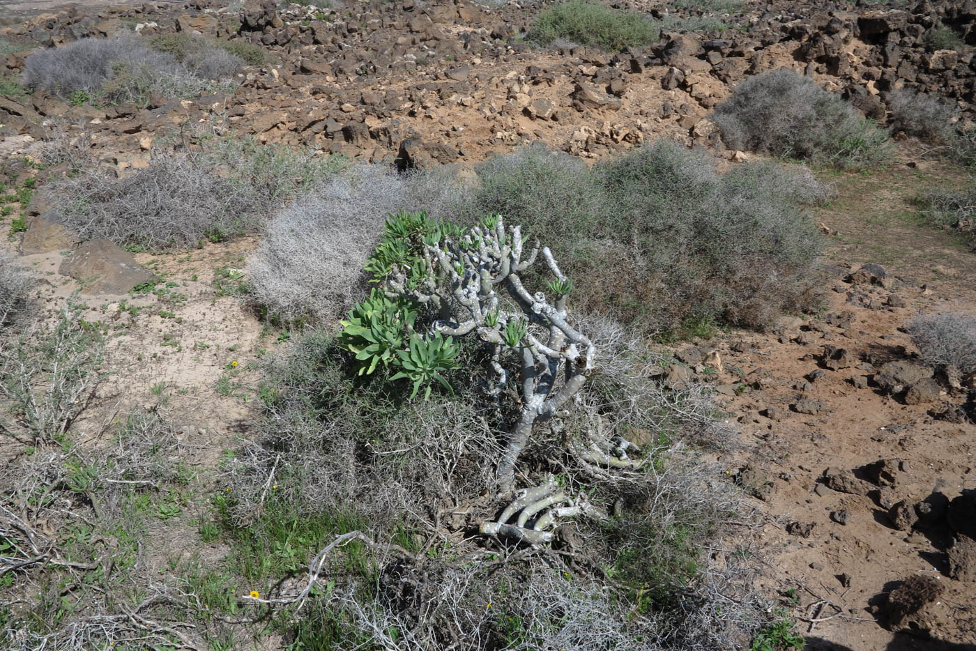 Изображение особи Kleinia neriifolia.