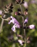 Salvia fruticosa