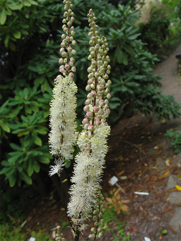 Image of Cimicifuga heracleifolia specimen.