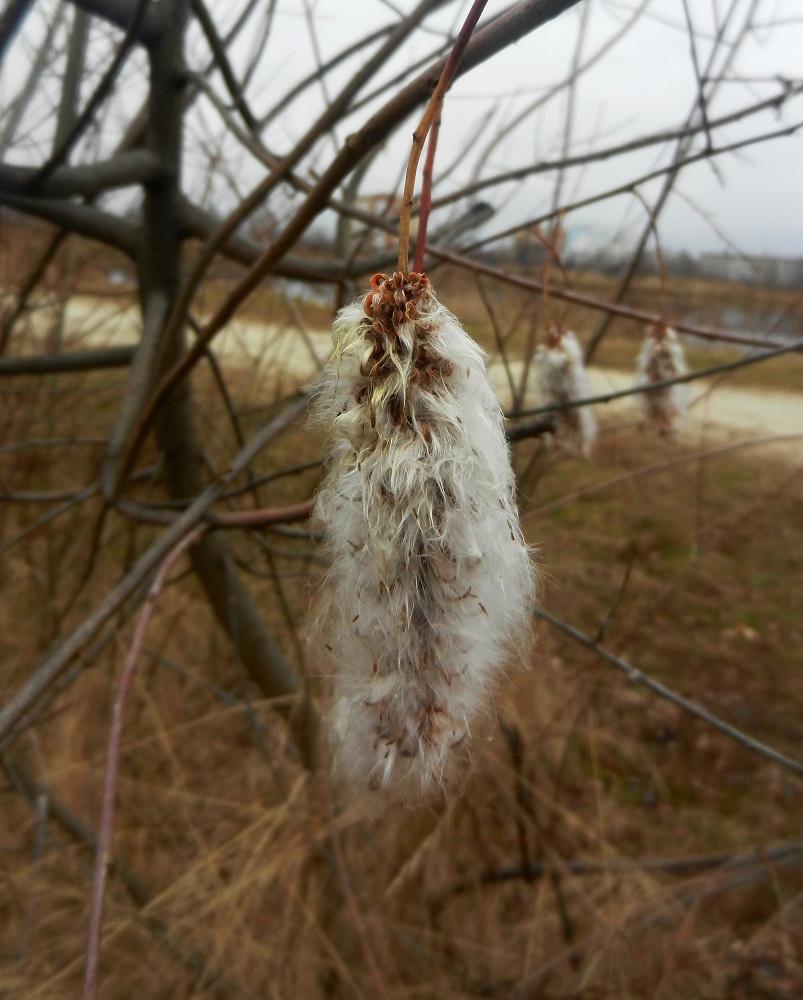Изображение особи Salix pentandra.