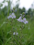 Veronica officinalis. Соцветия. Карельский перешеек, окр. Ильичево. 03.07.2004.