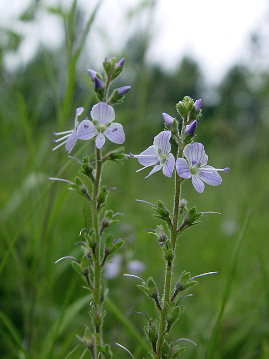 Изображение особи Veronica officinalis.