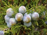 Juniperus excelsa. Шишкоягоды и веточки. Крым, окр. г. Судак, ботанический заказник Караул-Оба. 10.04.2016.