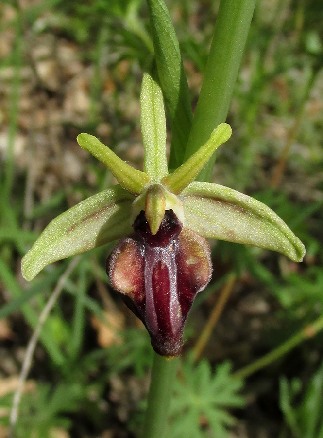 Изображение особи Ophrys mammosa.