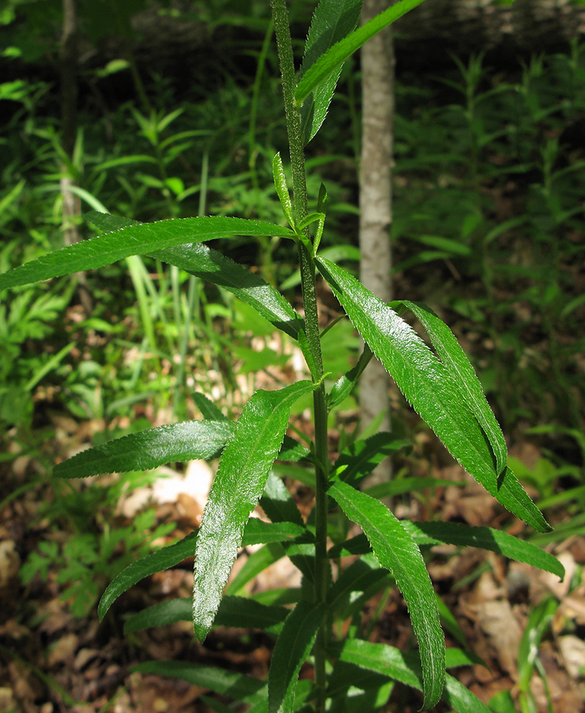 Image of Achillea biserrata specimen.