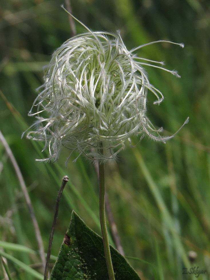 Image of Clematis integrifolia specimen.