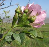 род Rosa