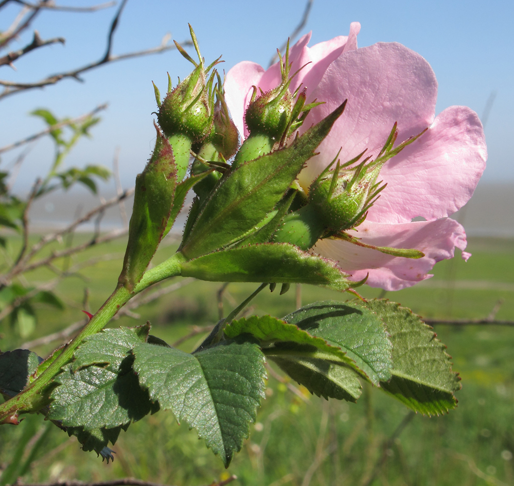 Image of genus Rosa specimen.