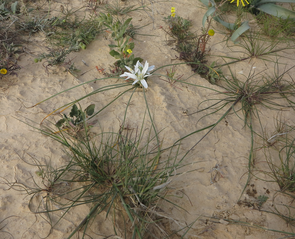 Image of Ornithogalum trichophyllum specimen.