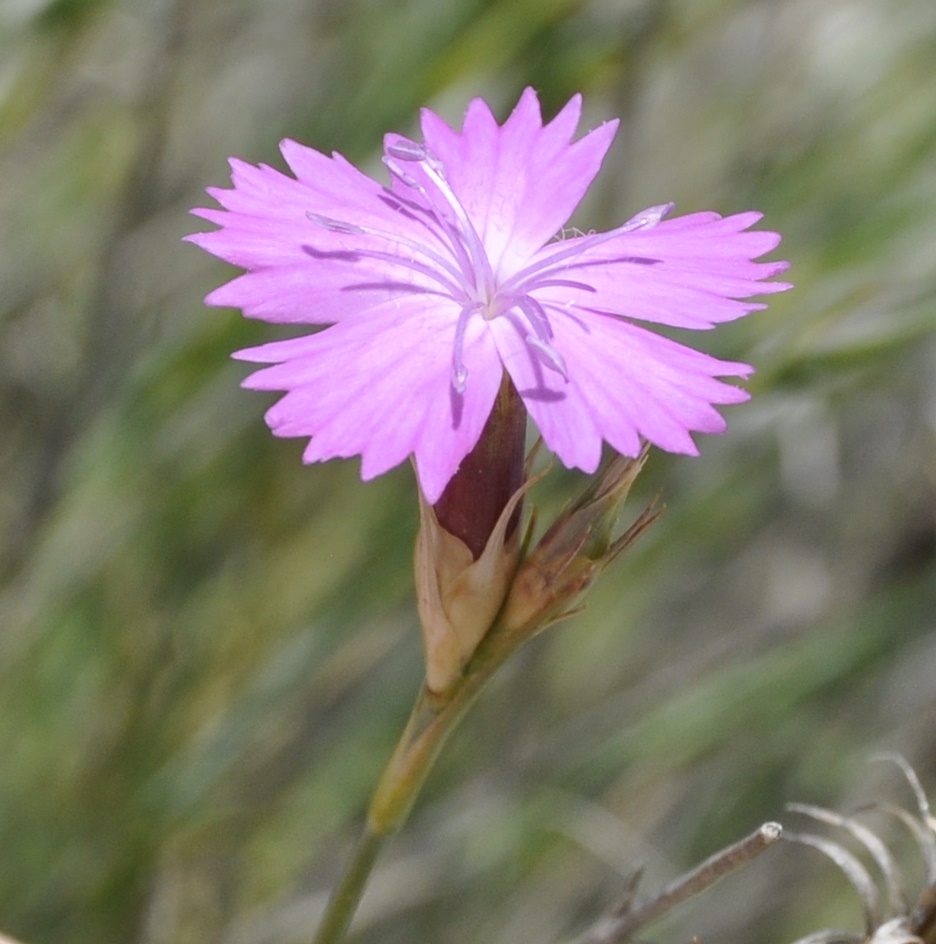 Изображение особи Dianthus gracilis.