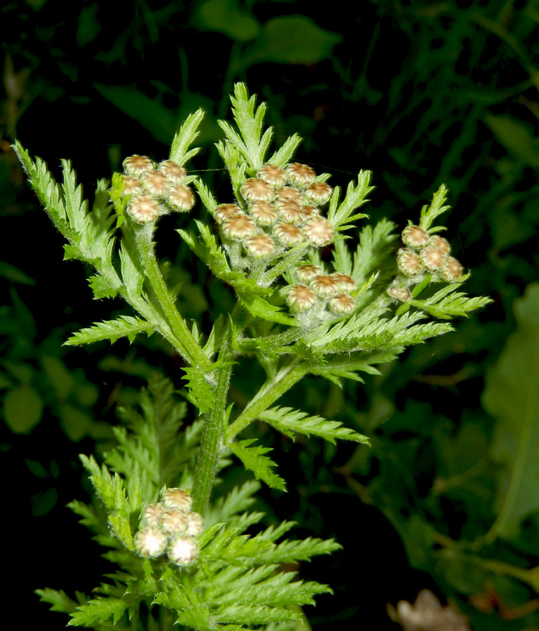 Image of Pyrethrum corymbosum specimen.