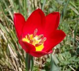 Tulipa suaveolens. Цветок. Краснодарский край, г. Геленджик, село Кабардинка, отроги горы Совхозная. 27.04.2015.