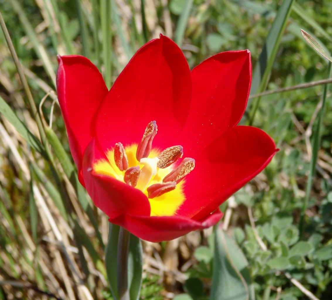 Изображение особи Tulipa suaveolens.