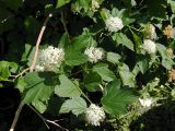Physocarpus opulifolius. Ветви с соцветиями. Санкт-Петербург. 30.06.2008.