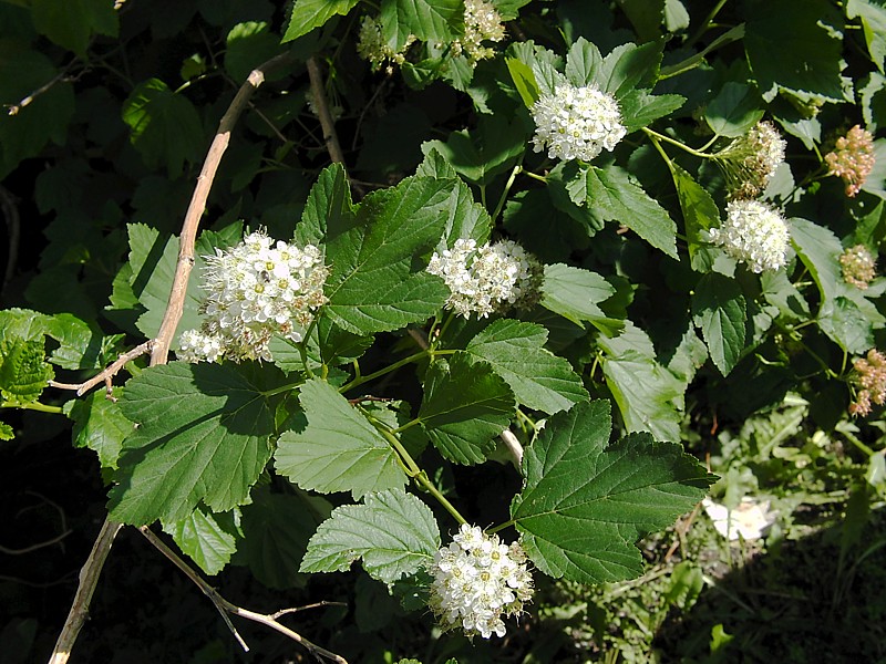 Изображение особи Physocarpus opulifolius.