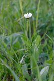 Leucanthemum ircutianum