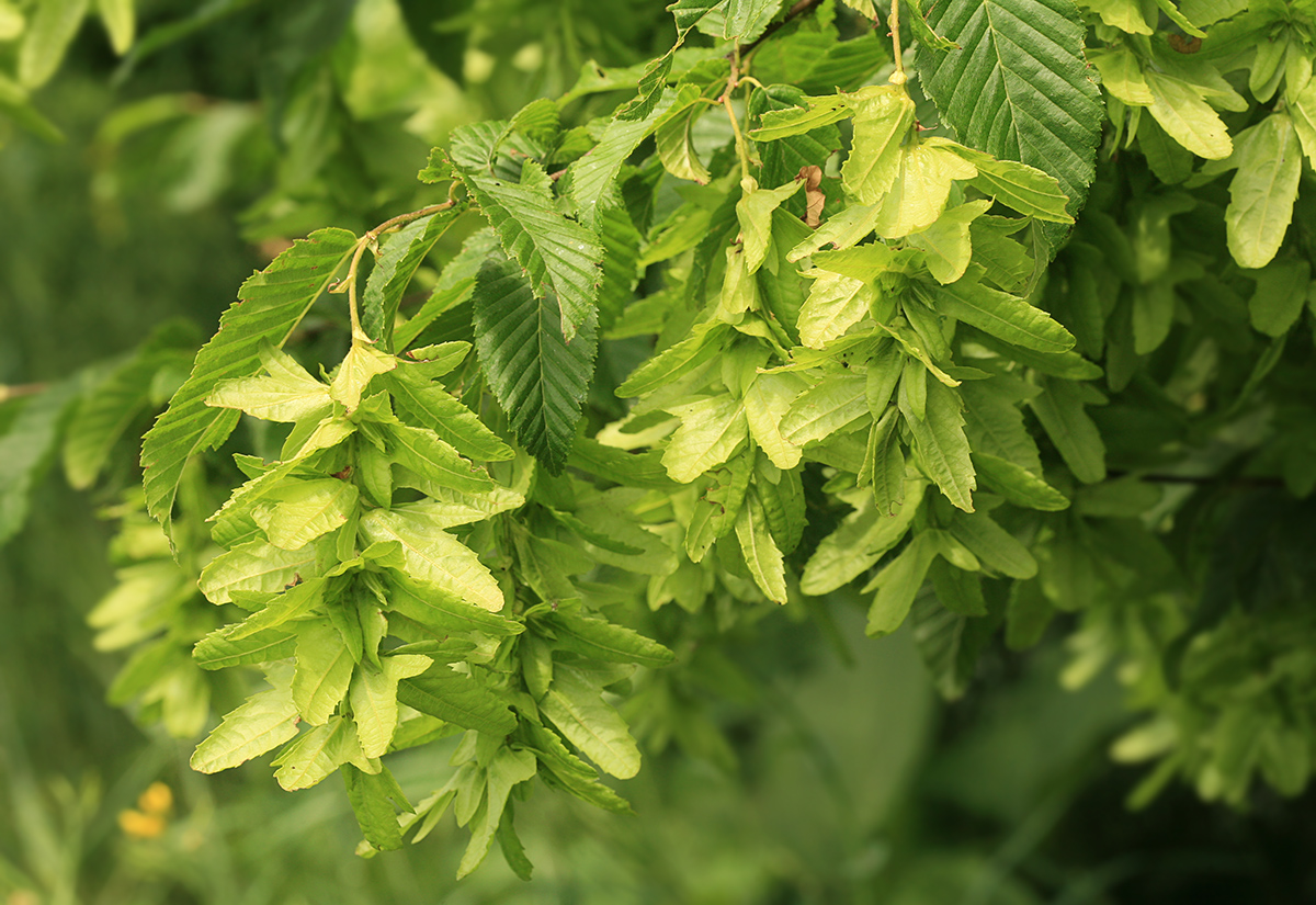 Изображение особи Carpinus betulus.