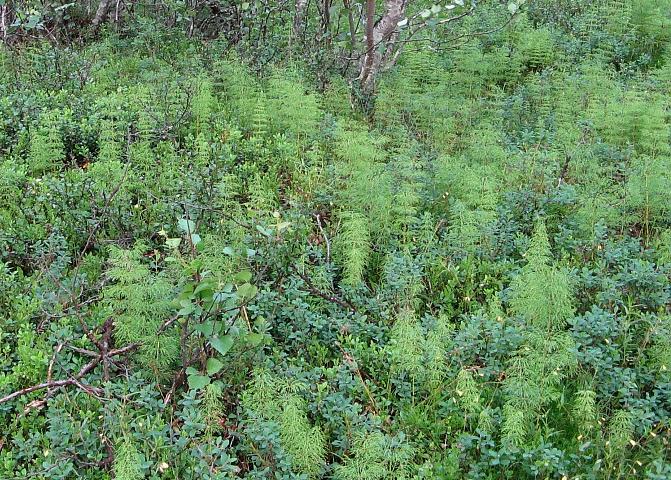 Image of Equisetum sylvaticum specimen.