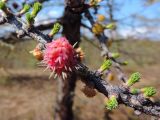 Larix sukaczewii